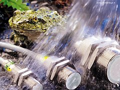 frog 2 copia